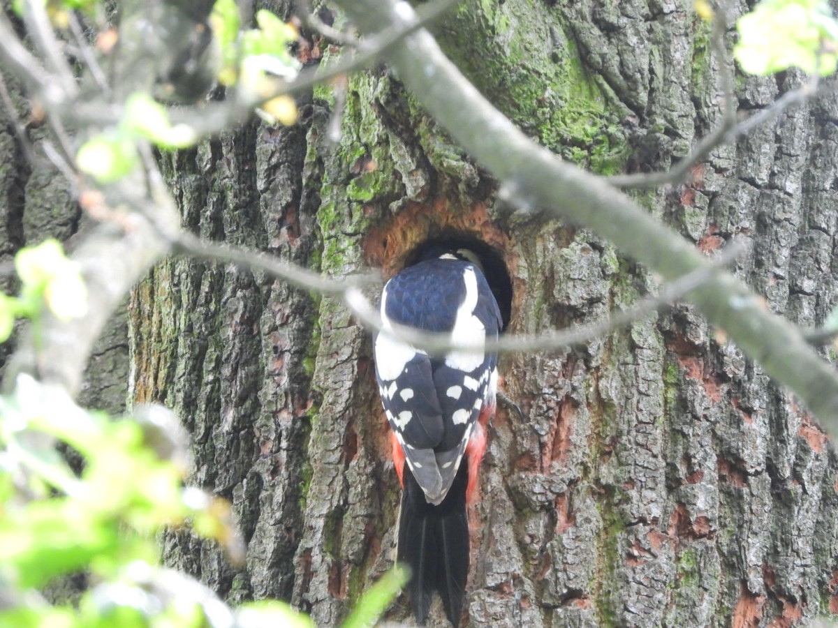 Great Spotted Woodpecker - ML619035422