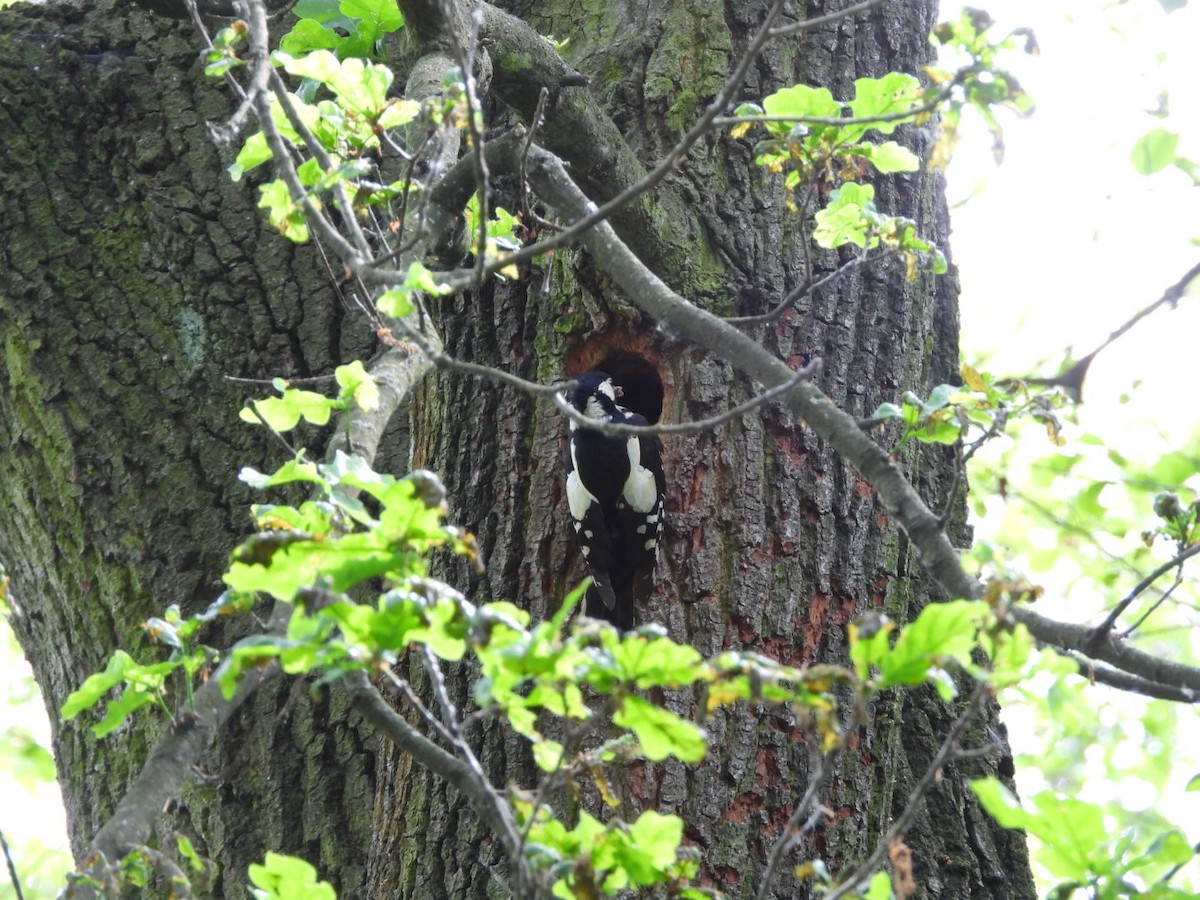 Great Spotted Woodpecker - ML619035425