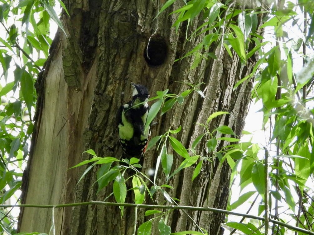 Great Spotted Woodpecker - ML619035426