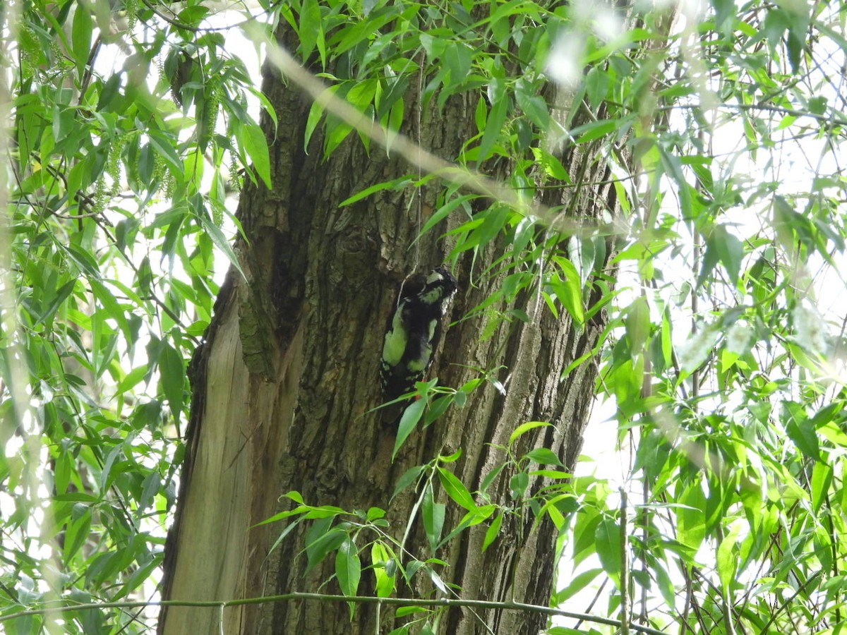 Great Spotted Woodpecker - ML619035427