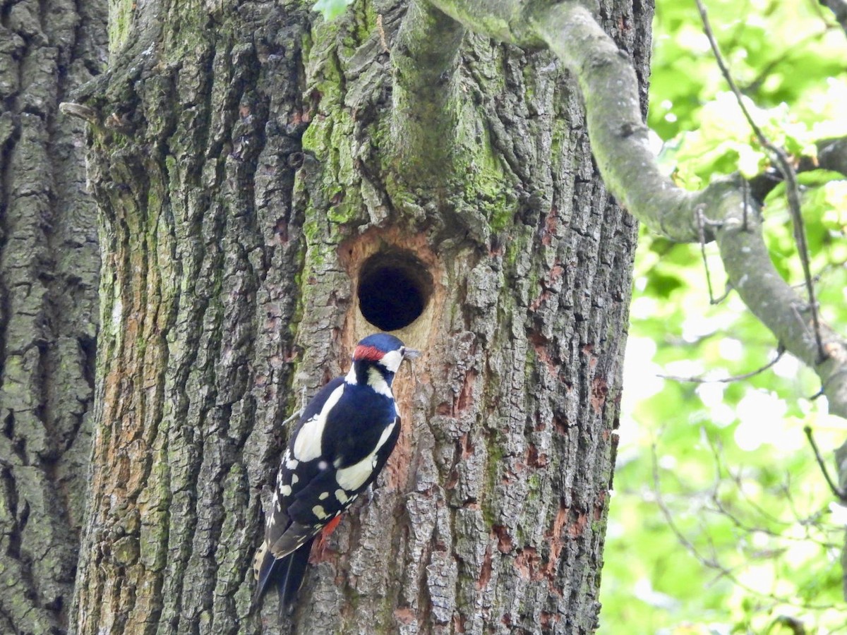 Great Spotted Woodpecker - ML619035428