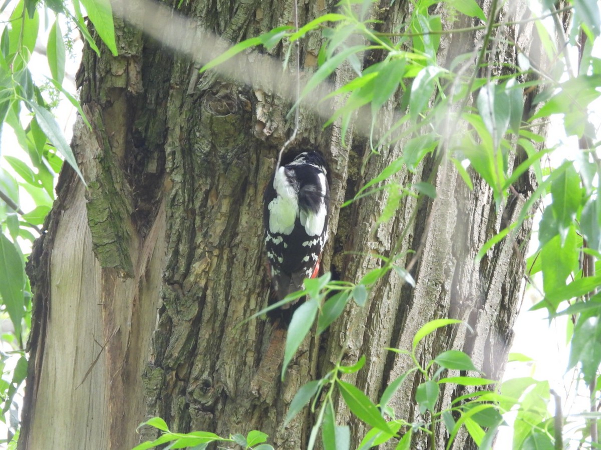 Great Spotted Woodpecker - ML619035429