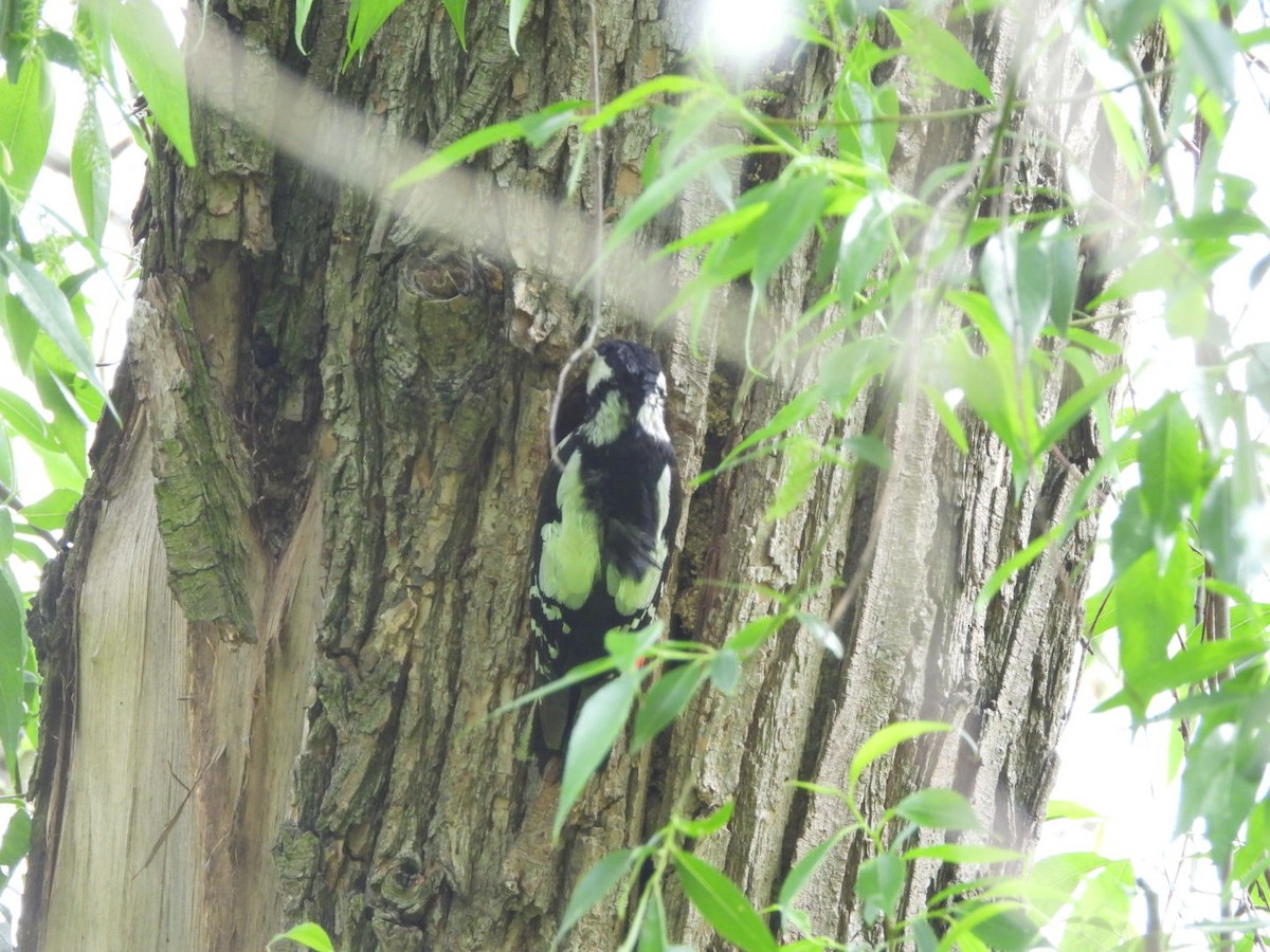Great Spotted Woodpecker - ML619035430
