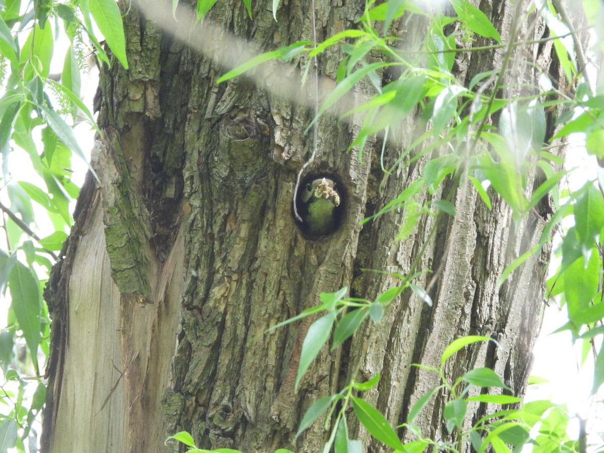 Great Spotted Woodpecker - ML619035431