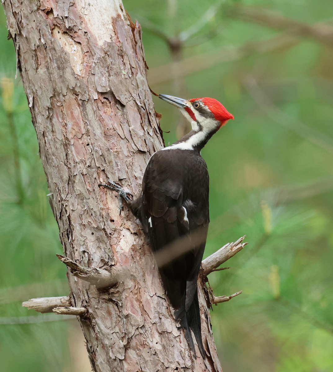 Pileated Woodpecker - ML619035439