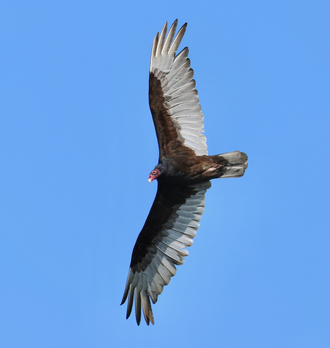 Turkey Vulture - ML619035468