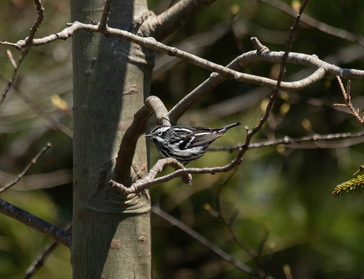 Black-and-white Warbler - ML619035476
