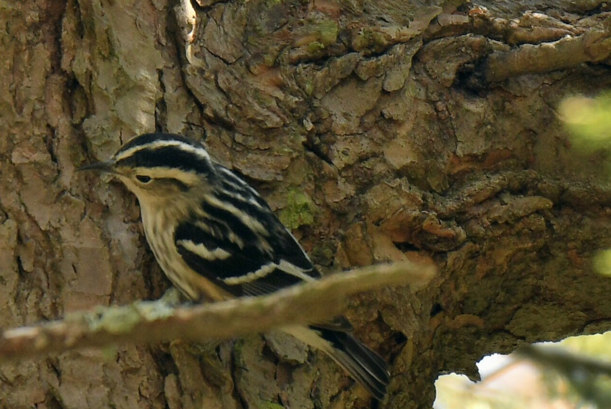 Black-and-white Warbler - ML619035497
