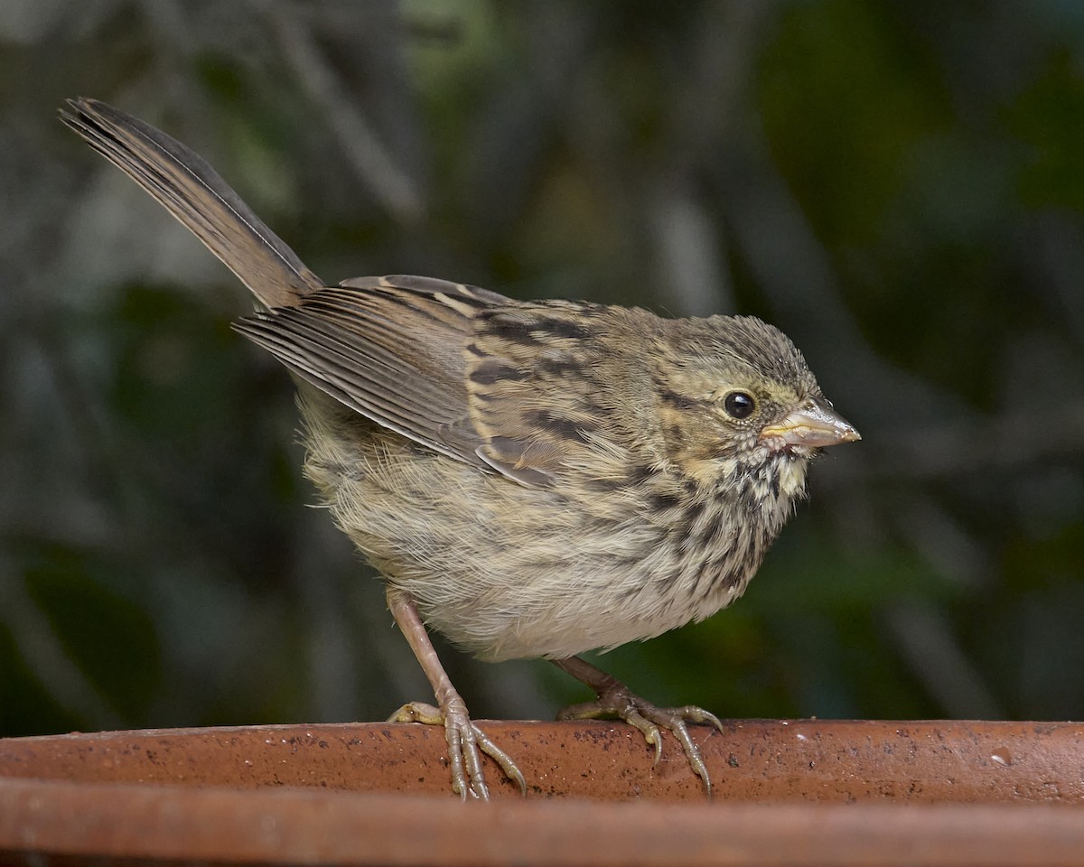 Song Sparrow (heermanni Group) - ML619035502