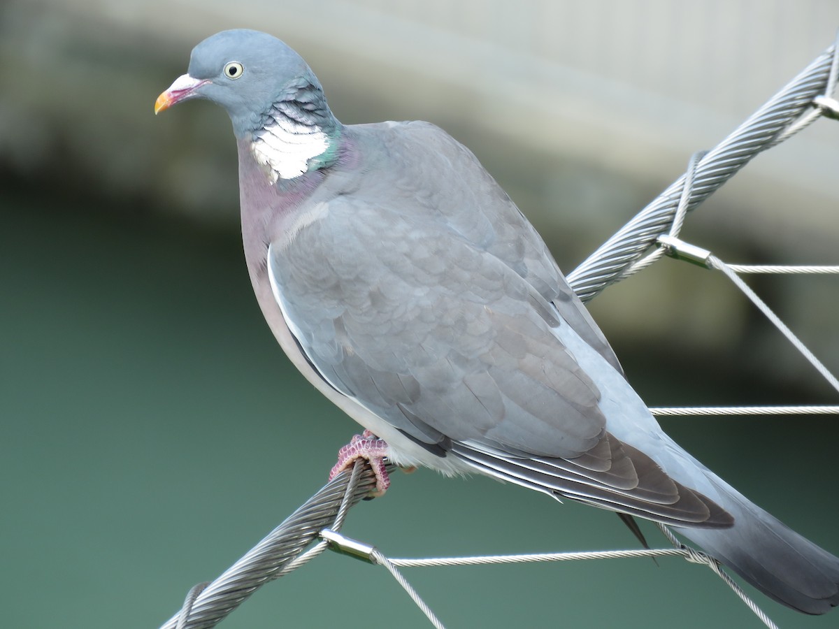 Common Wood-Pigeon - Kai Frueh