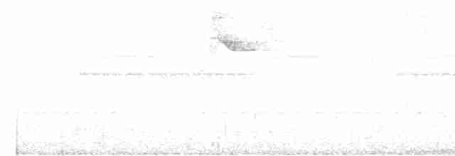 White-browed Warbler - ML619035539