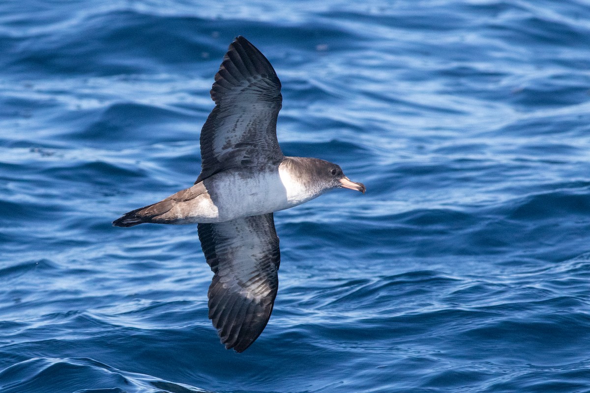 Pink-footed Shearwater - ML619035617