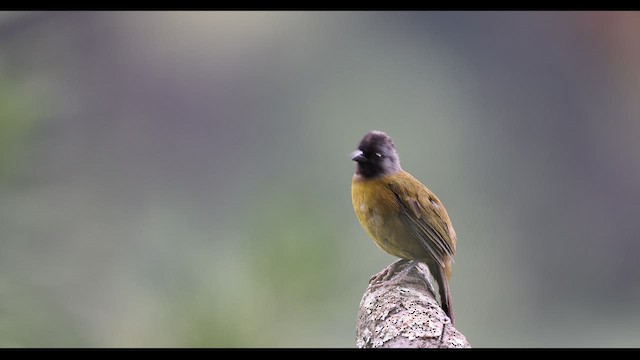Large-footed Finch - ML619035662