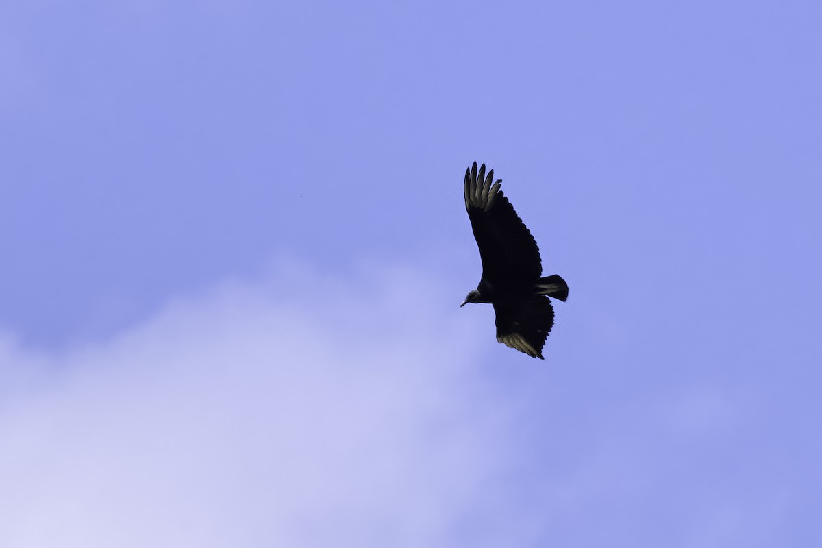 Black Vulture - Cindy Marple