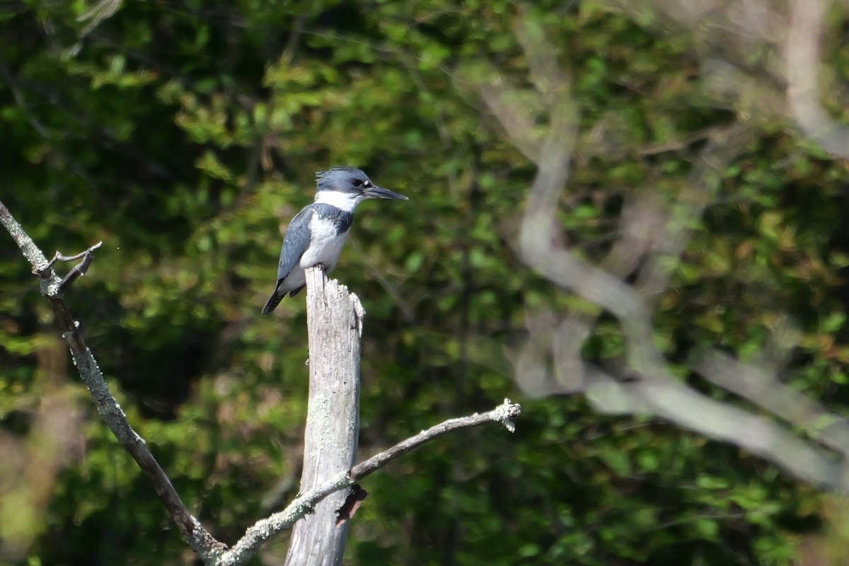 Belted Kingfisher - ML619035766