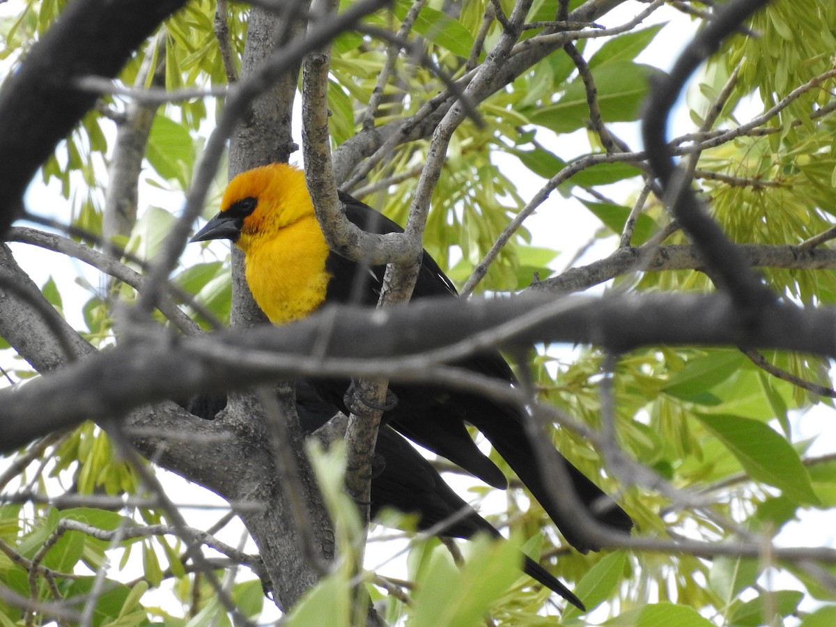 Yellow-headed Blackbird - ML619035796