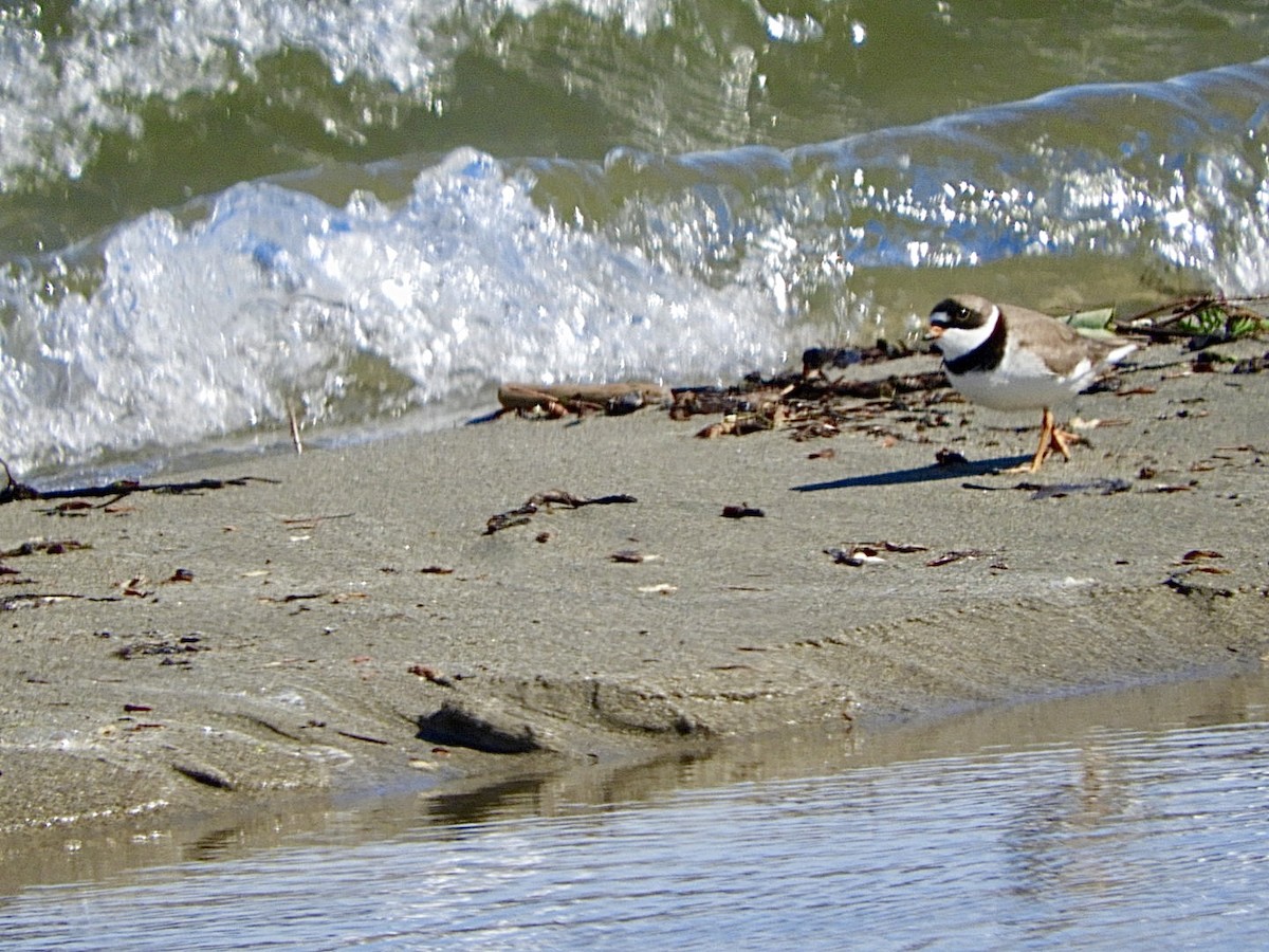 Semipalmated Plover - ML619035809