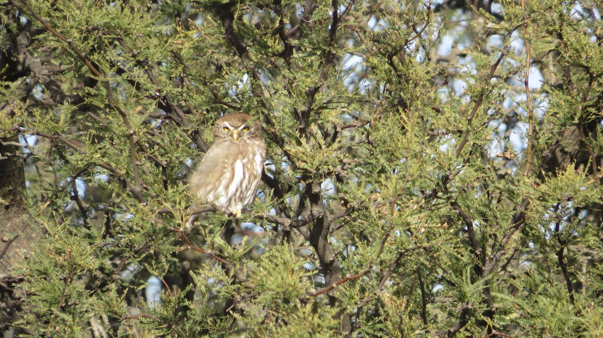 Ferruginous/Austral Pygmy-Owl - ML619035821