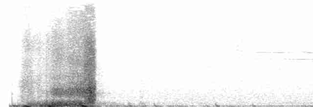 Светлобрюхий фиби - ML619035857