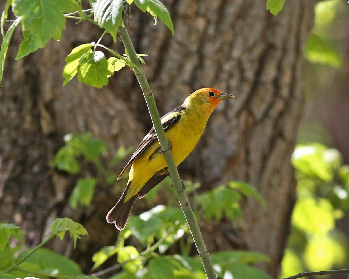 Western Tanager - ML619035879