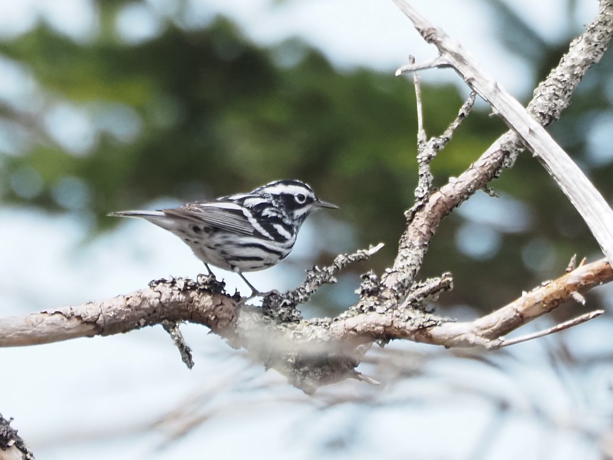 Black-and-white Warbler - ML619035956