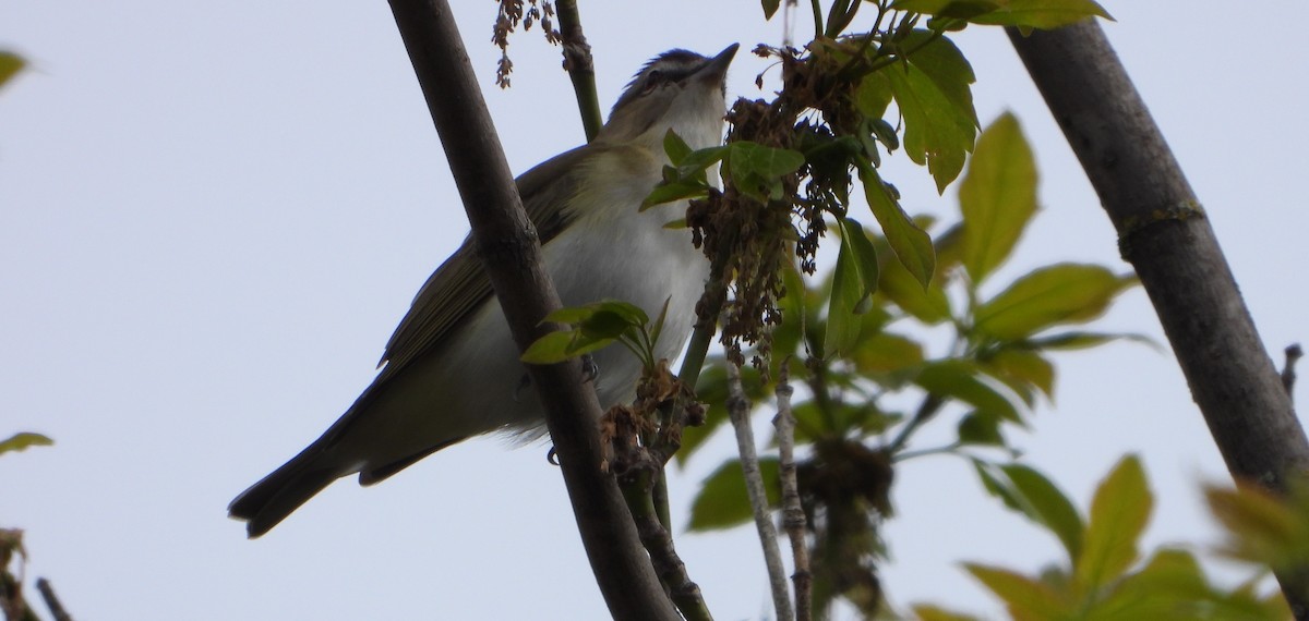 Red-eyed Vireo - Ginny Umiker