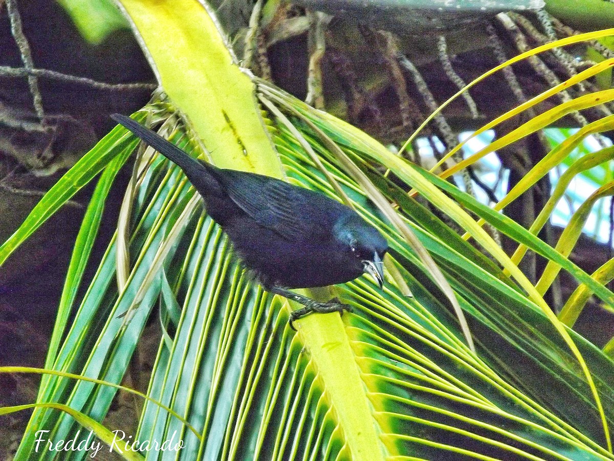 Cuban Blackbird - Freddy Ricardo Cruz