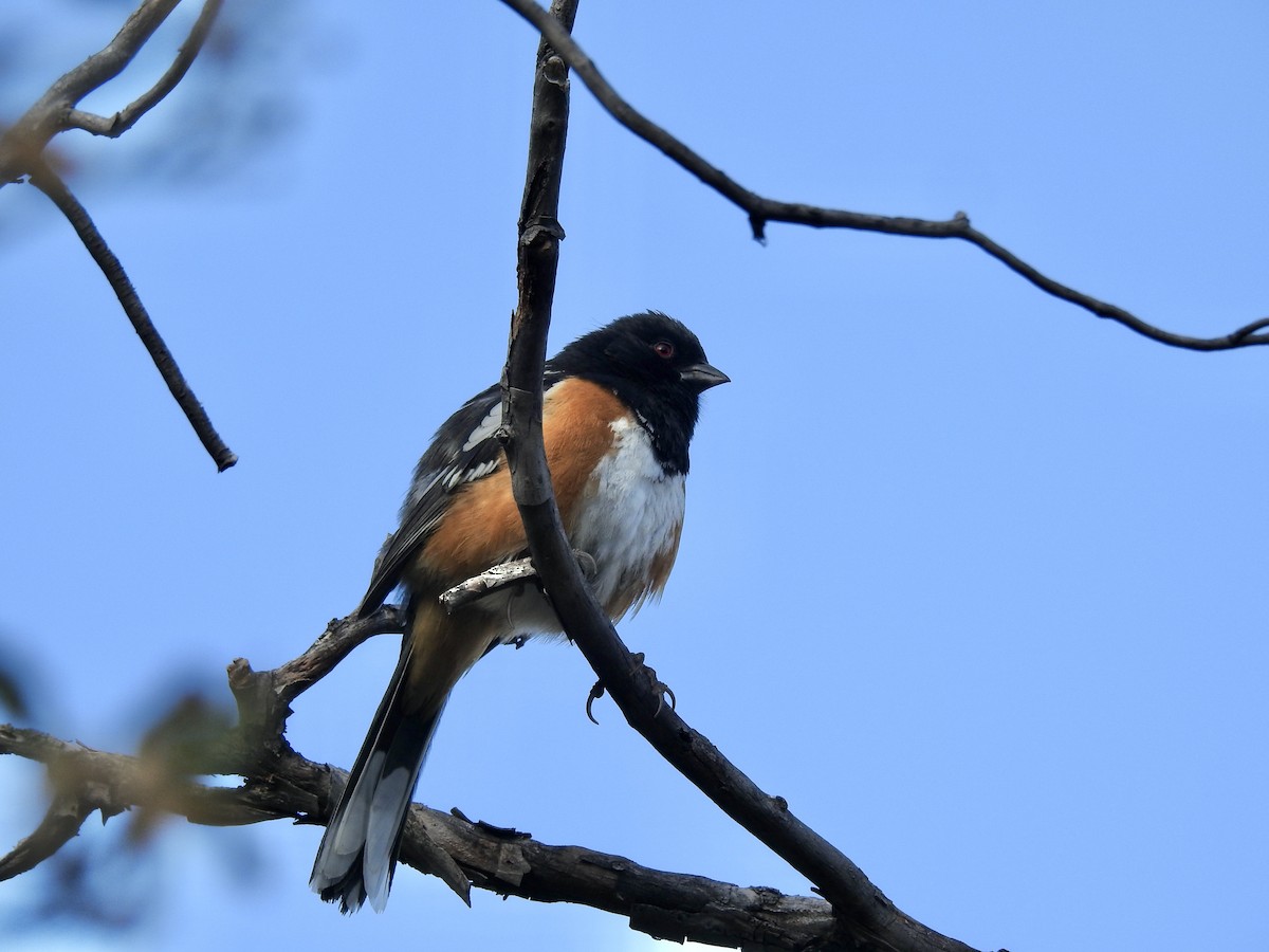 Spotted Towhee - ML619036029