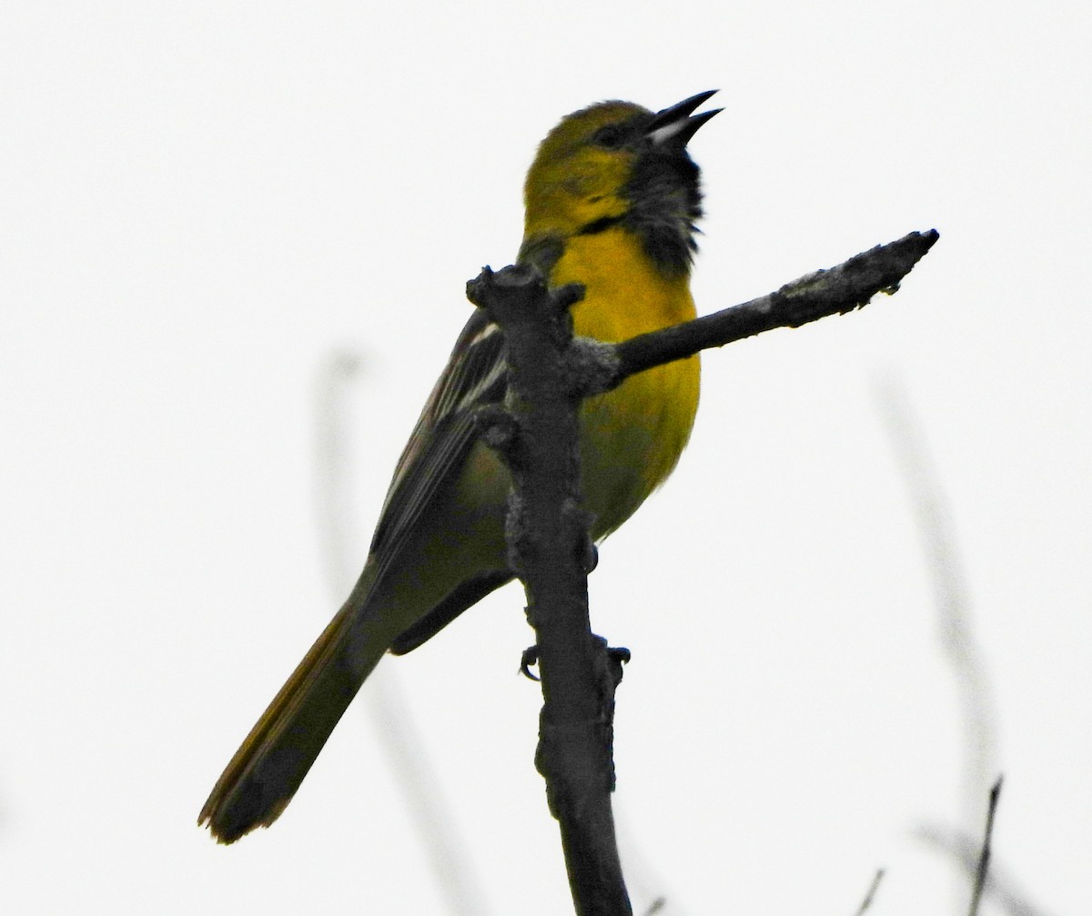 Orchard Oriole - ML619036035