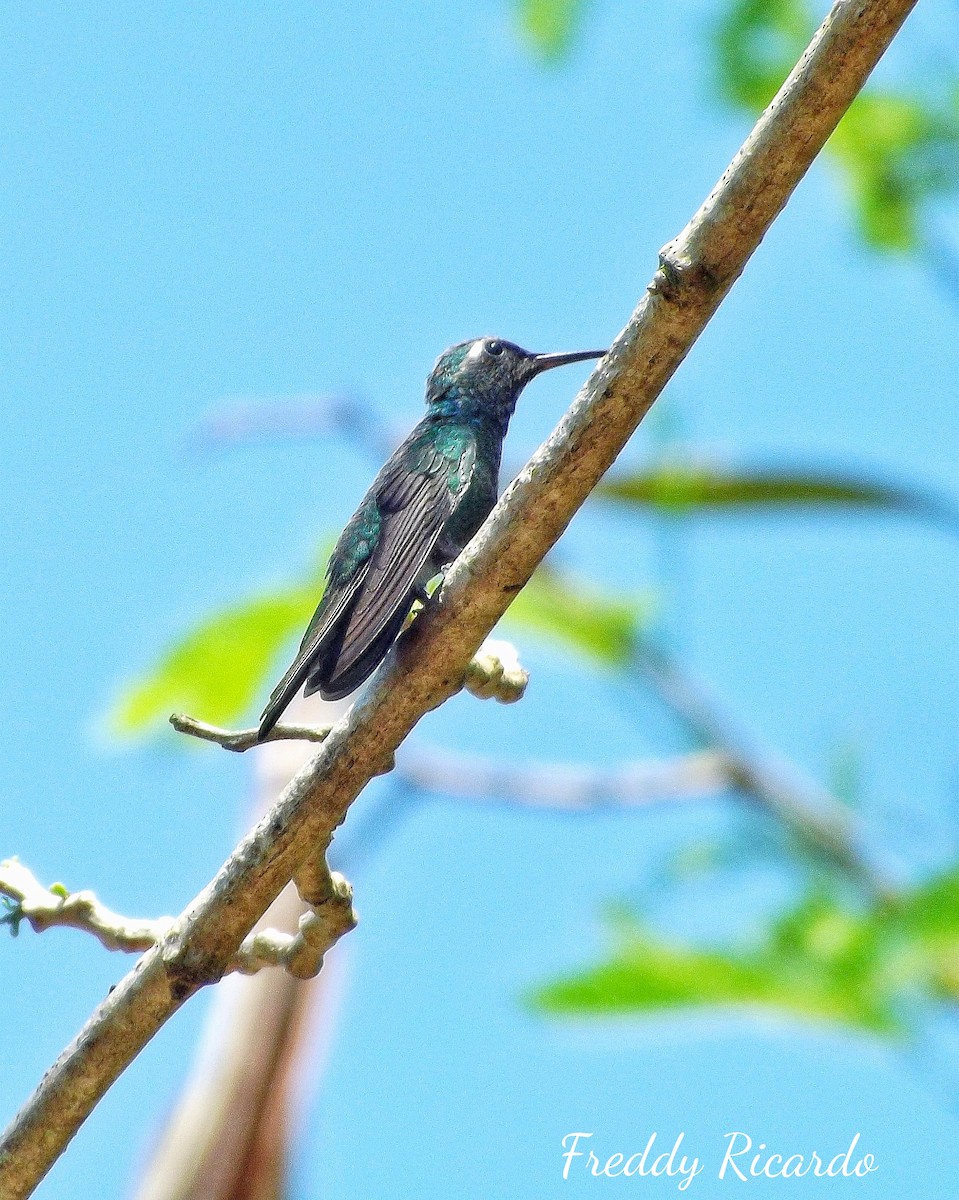 kolibřík kubánský - ML619036036