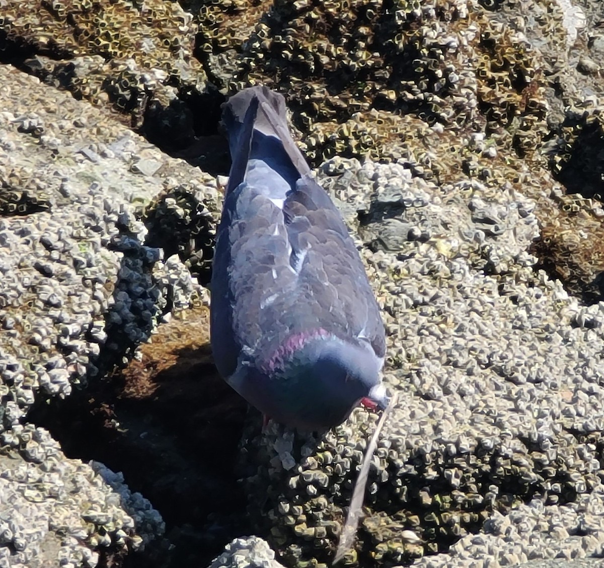 Rock Pigeon (Feral Pigeon) - ML619036039