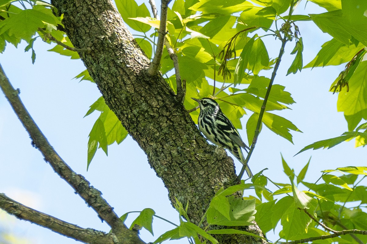 Black-and-white Warbler - ML619036041