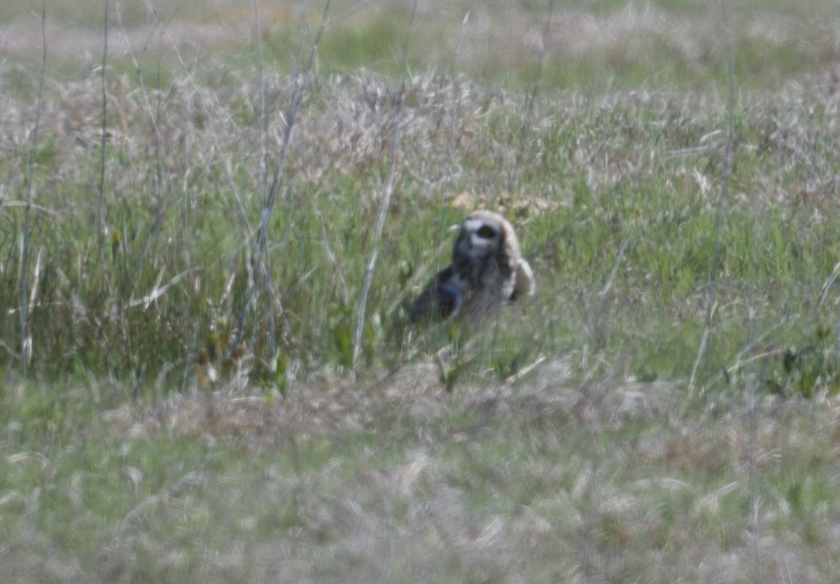 Short-eared Owl - ML619036048