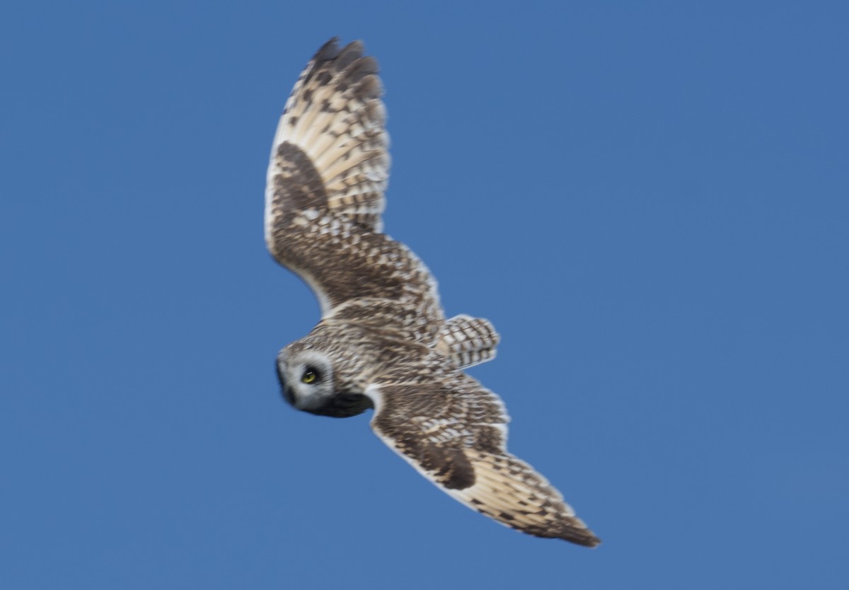 Short-eared Owl - ML619036050