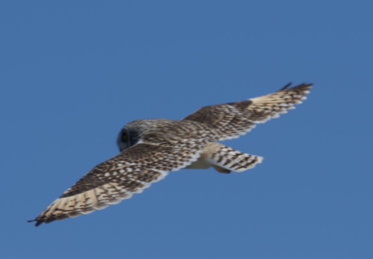 Short-eared Owl - ML619036051