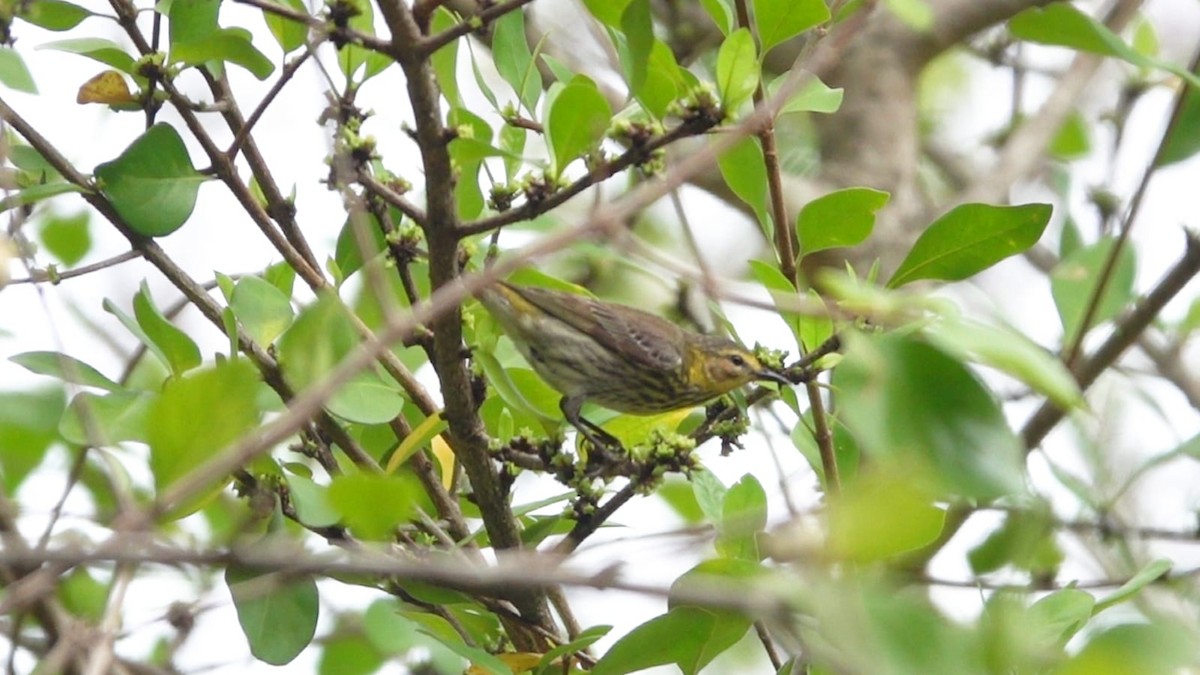 Cape May Warbler - ML619036087