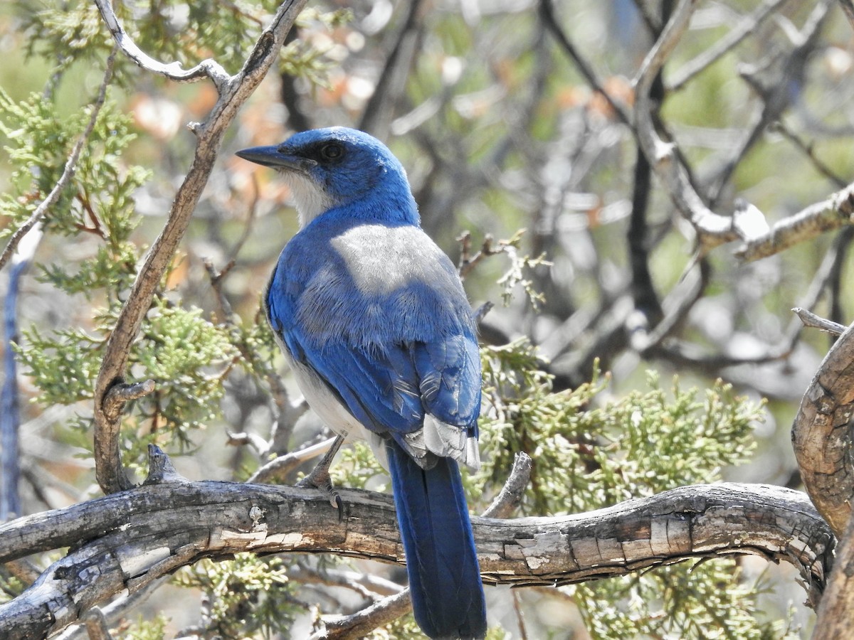 Mexican Jay - ML619036131