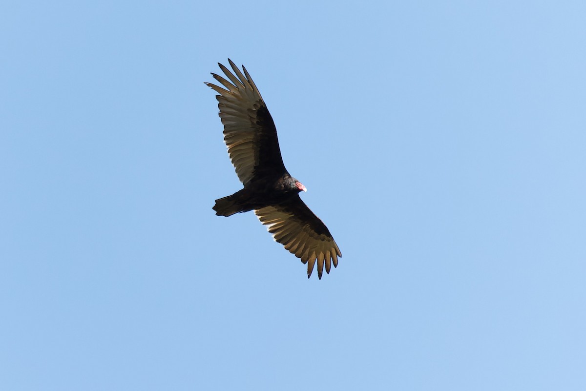 Turkey Vulture - ML619036163