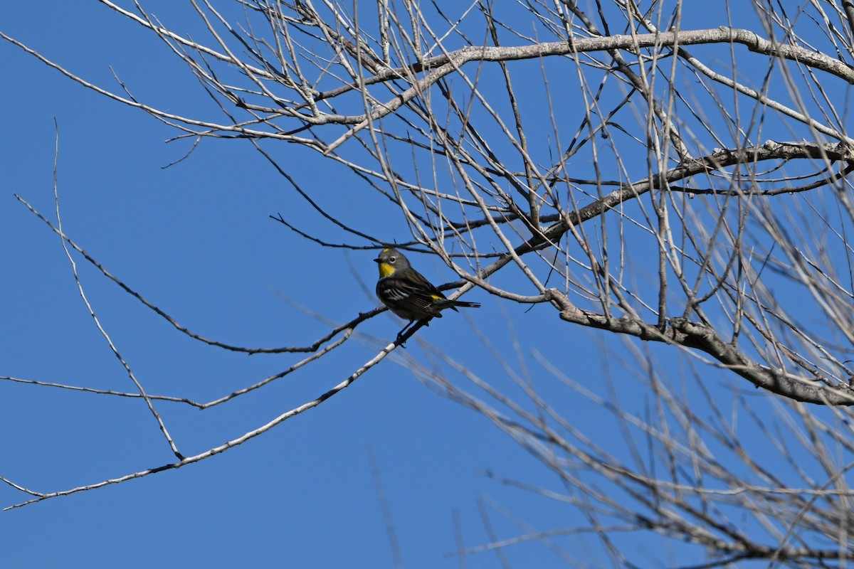 Yellow-rumped Warbler (Audubon's) - ML619036166