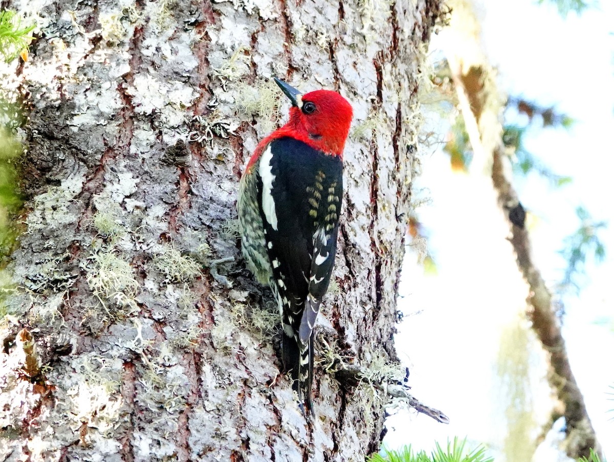 Red-breasted Sapsucker - ML619036208