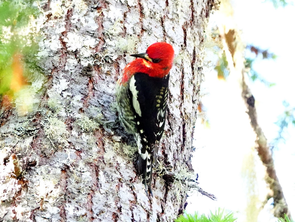 Red-breasted Sapsucker - ML619036213