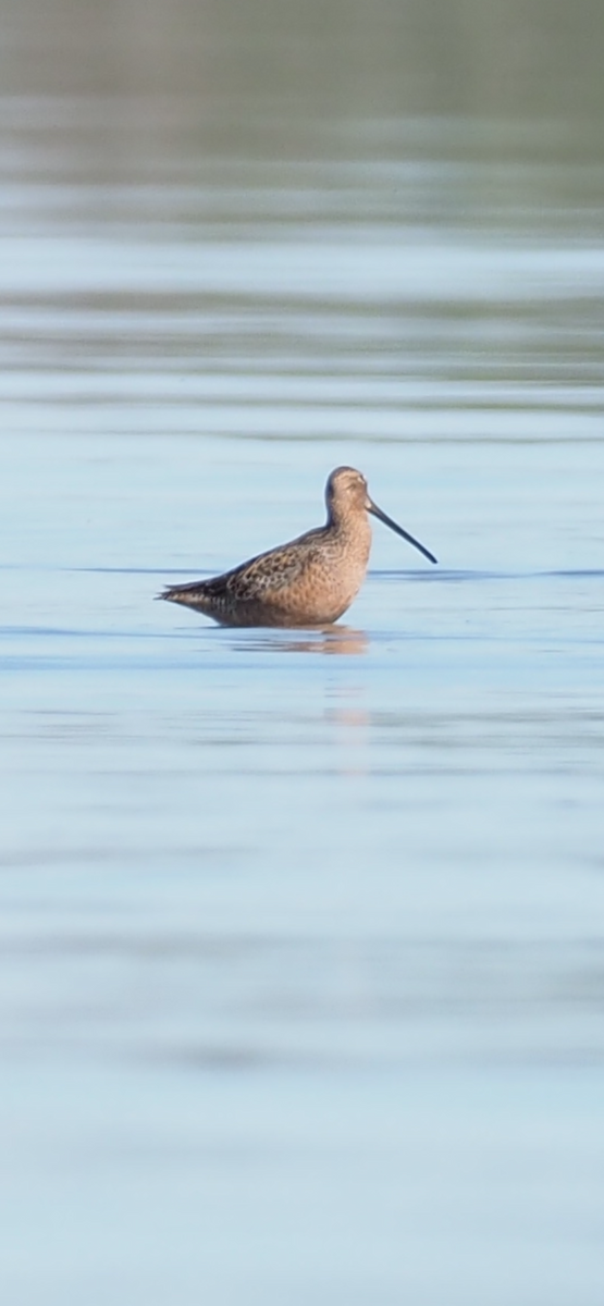 Long-billed Dowitcher - ML619036239