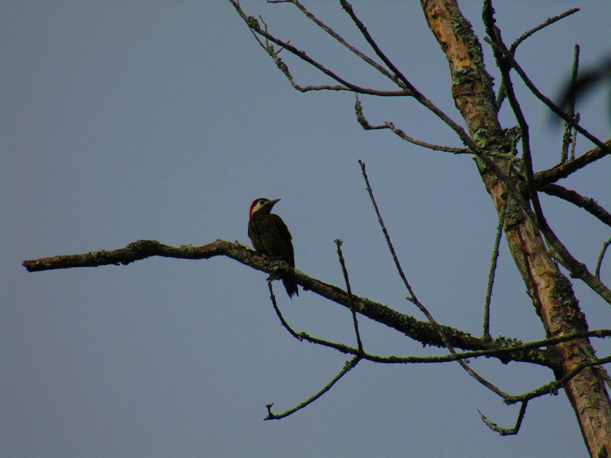Spot-breasted Woodpecker - ML619036336