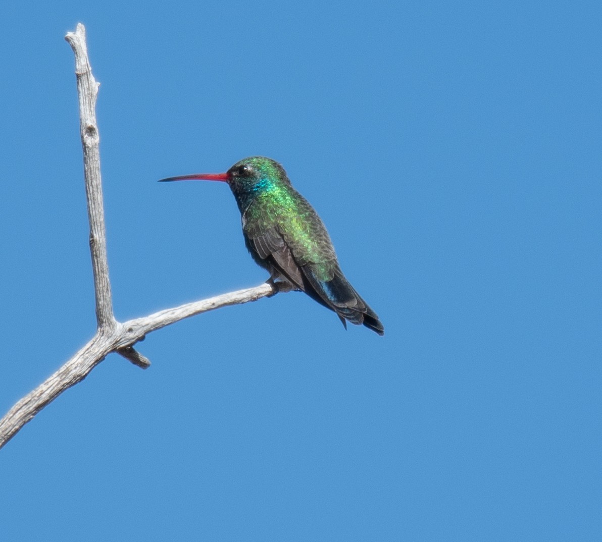 Broad-billed Hummingbird - Dennis Utterback