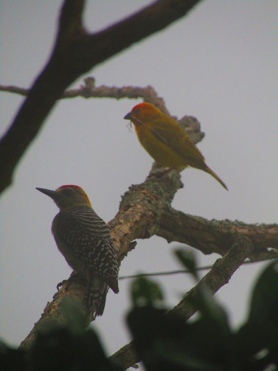 Red-crowned Woodpecker - ML619036395