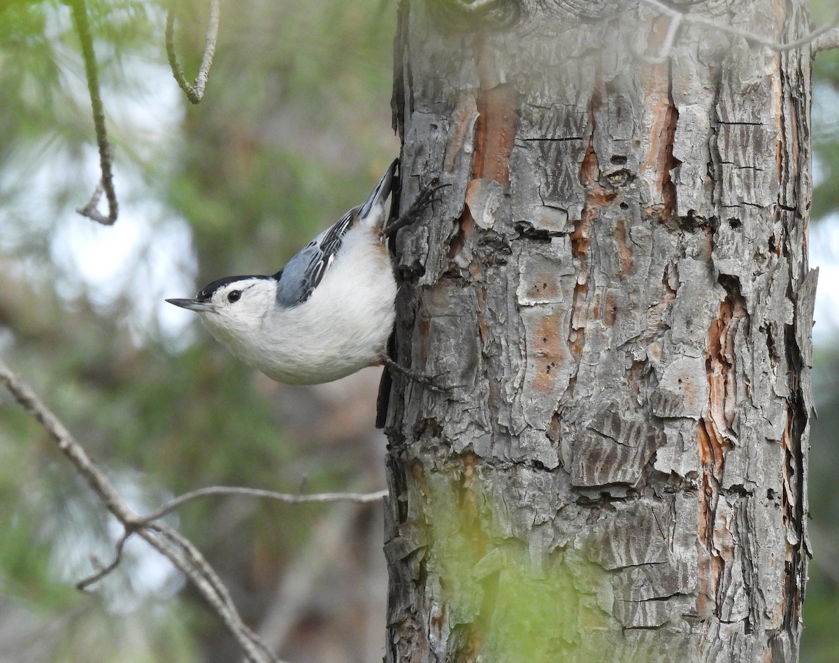 White-breasted Nuthatch - ML619036417