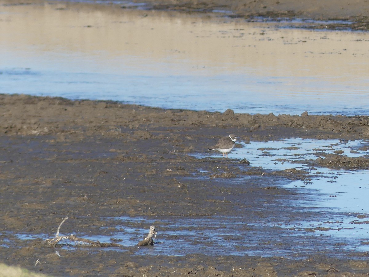 Semipalmated Plover - ML619036452
