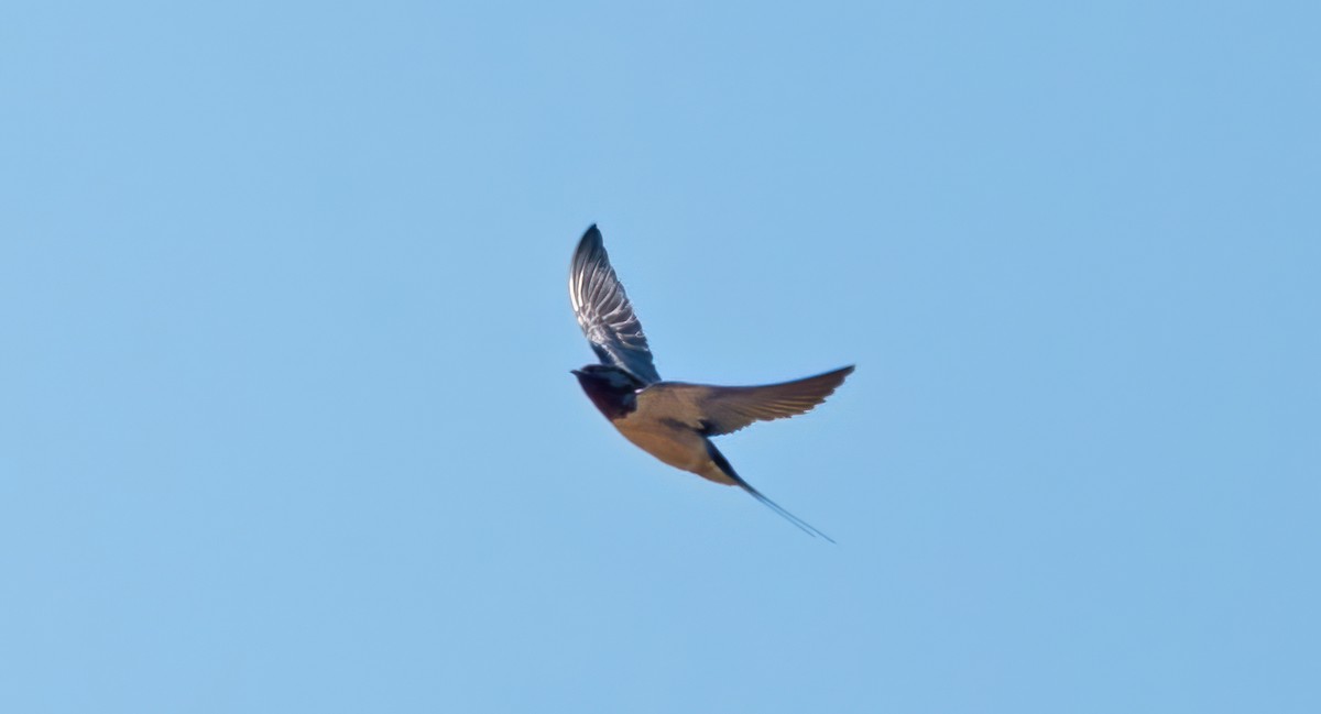 Barn Swallow - ML619036461