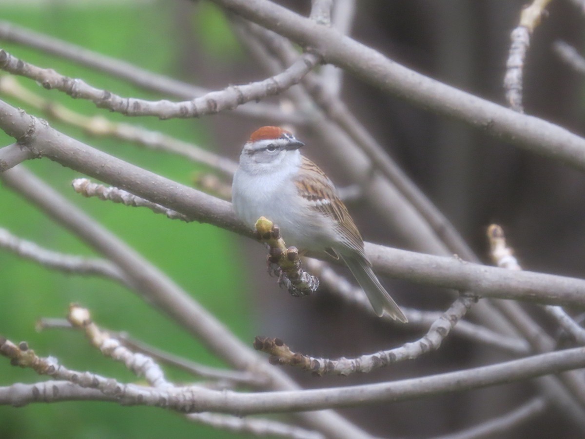 Chipping Sparrow - ML619036498