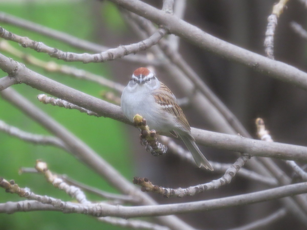 Chipping Sparrow - ML619036499
